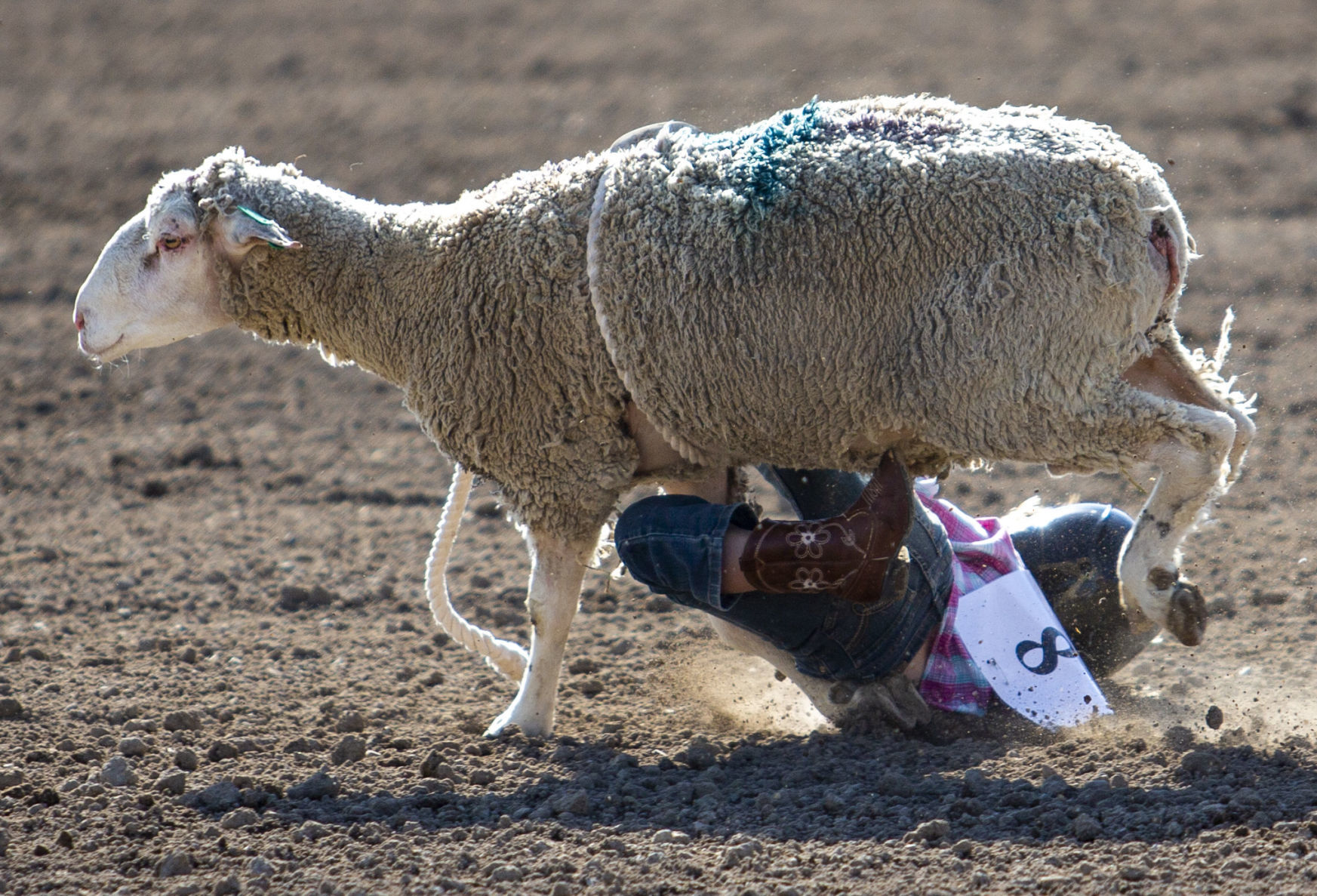 Mutton Busting in Minidoka